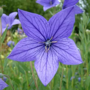 Balloon Flower