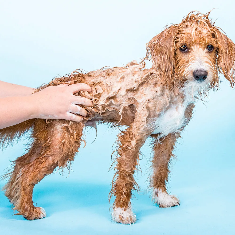 Bow Wow Bar™ Nourishing Solid Dog Shampoo