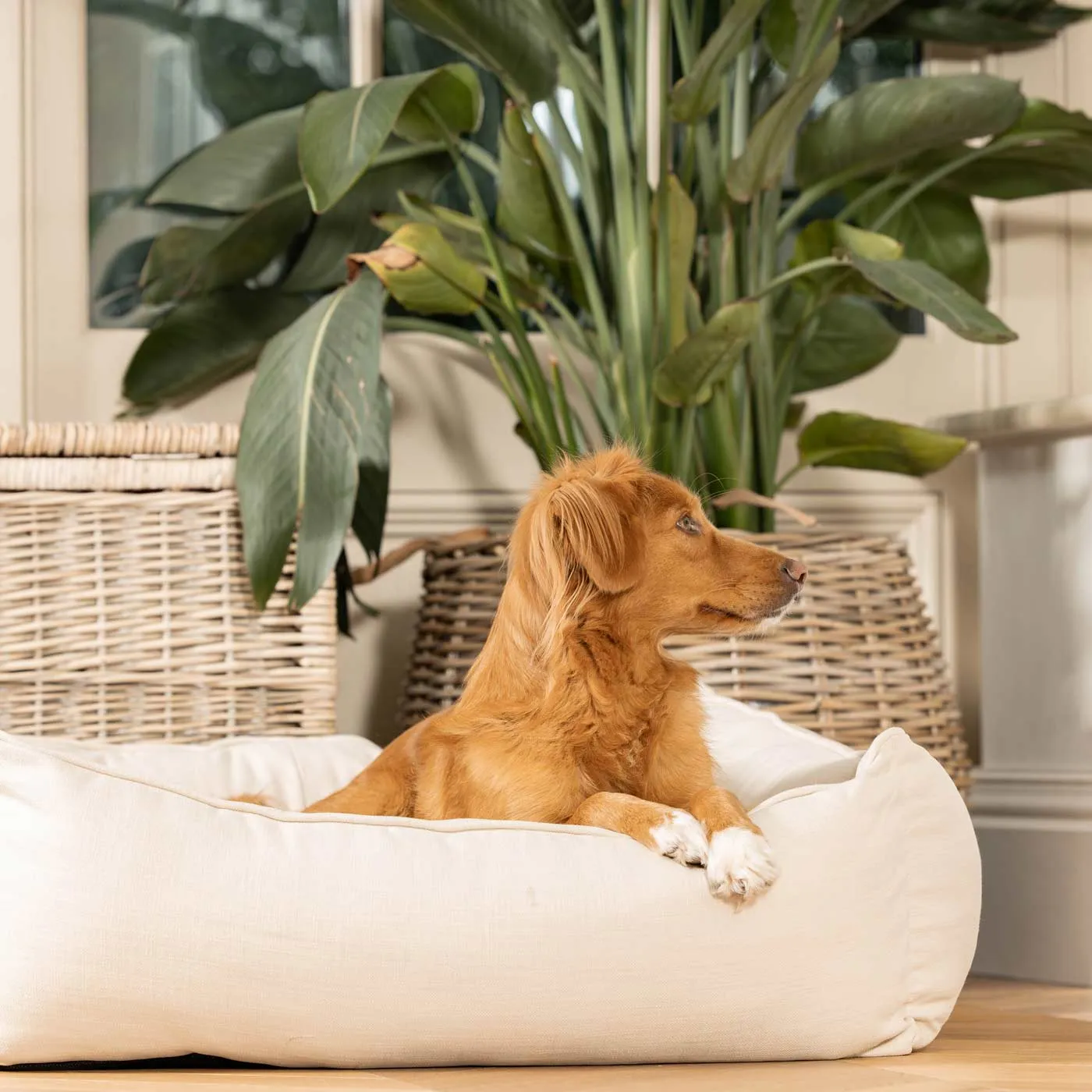 Box Bed in Savanna Bone by Lords & Labradors