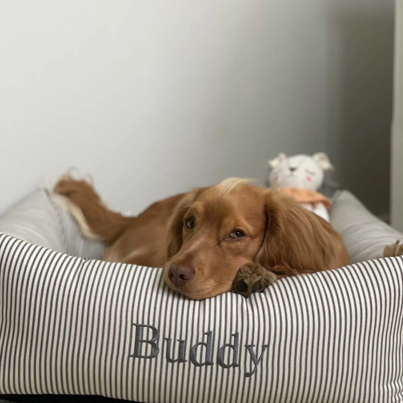 Box Bed With Removable Covers in Regency Stripe  by Lords & Labradors