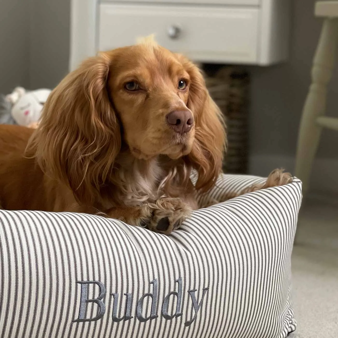 Box Bed With Removable Covers in Regency Stripe  by Lords & Labradors