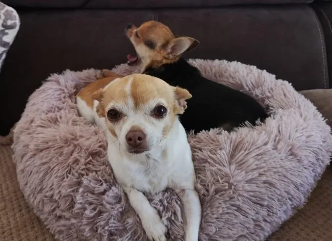 Calming Bed For Dogs, Cats, With Pet Anti-Anxiety