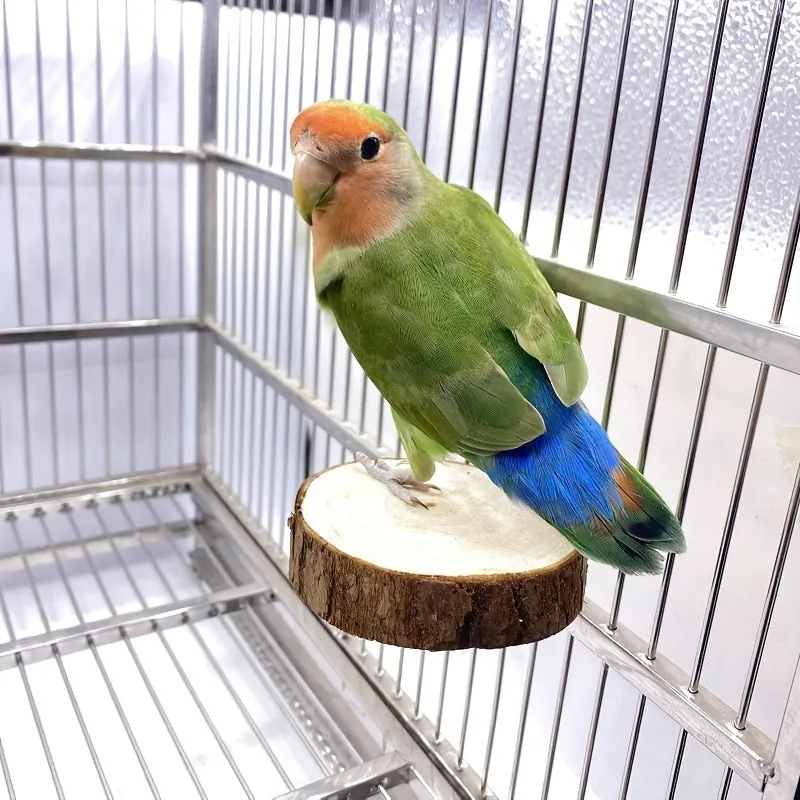 Durable Wooden Parrot Swing Fun Toy for Your Feathered Friend