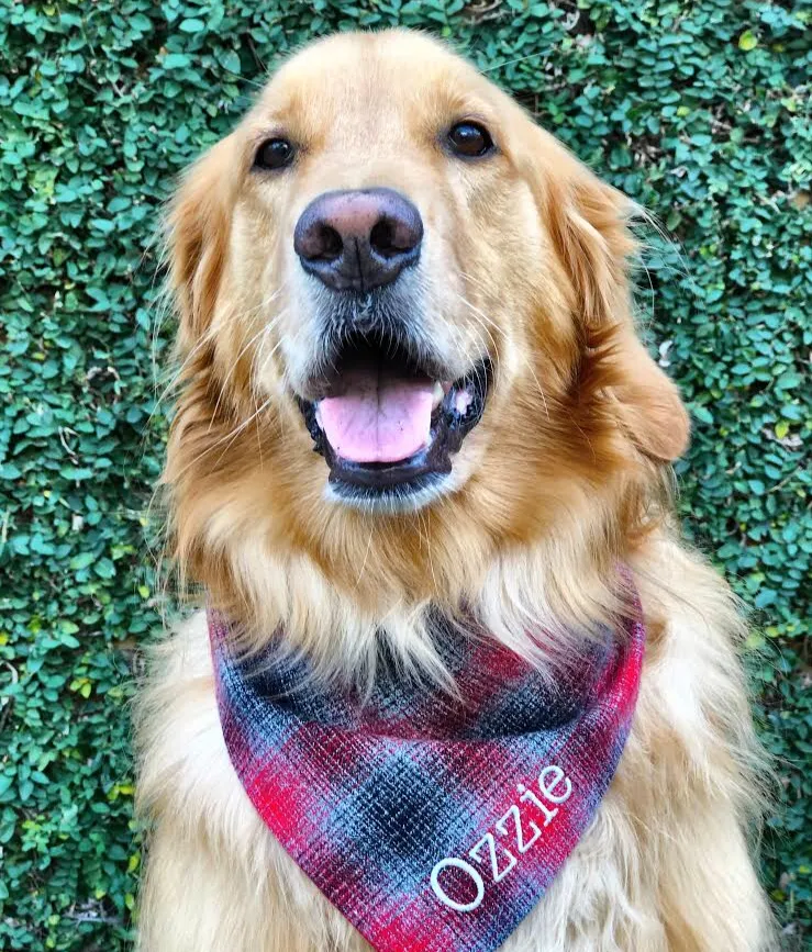 Flannel Dog Bandanas Embroidered with a Name