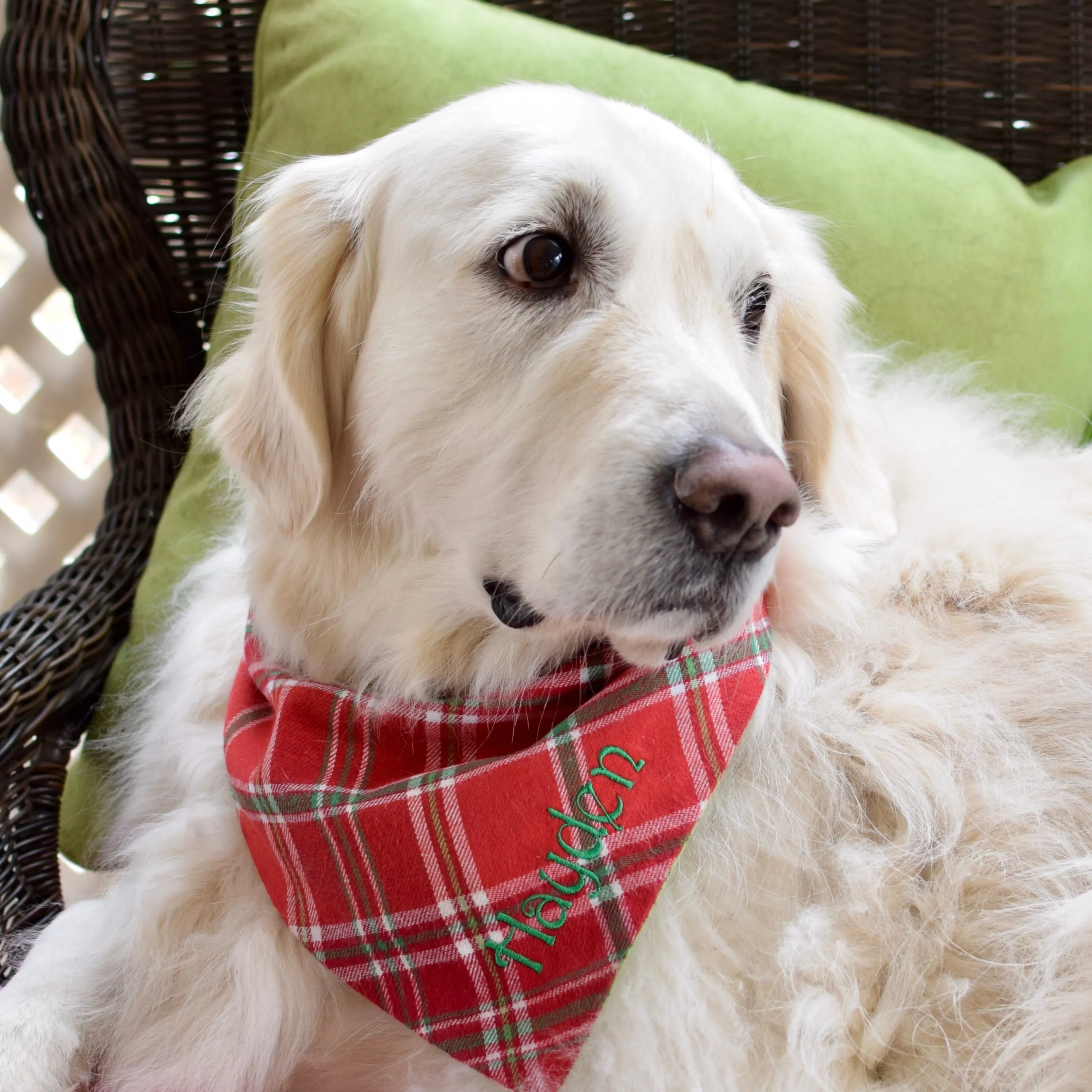 Flannel Dog Bandanas Embroidered with a Name