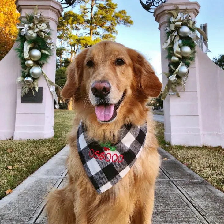 Flannel Dog Bandanas Embroidered with a Name