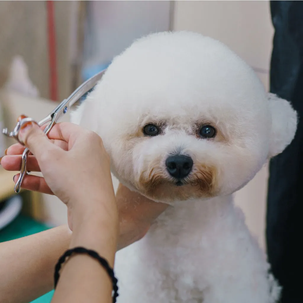 Grooming School for Dogs and Cats Montreal