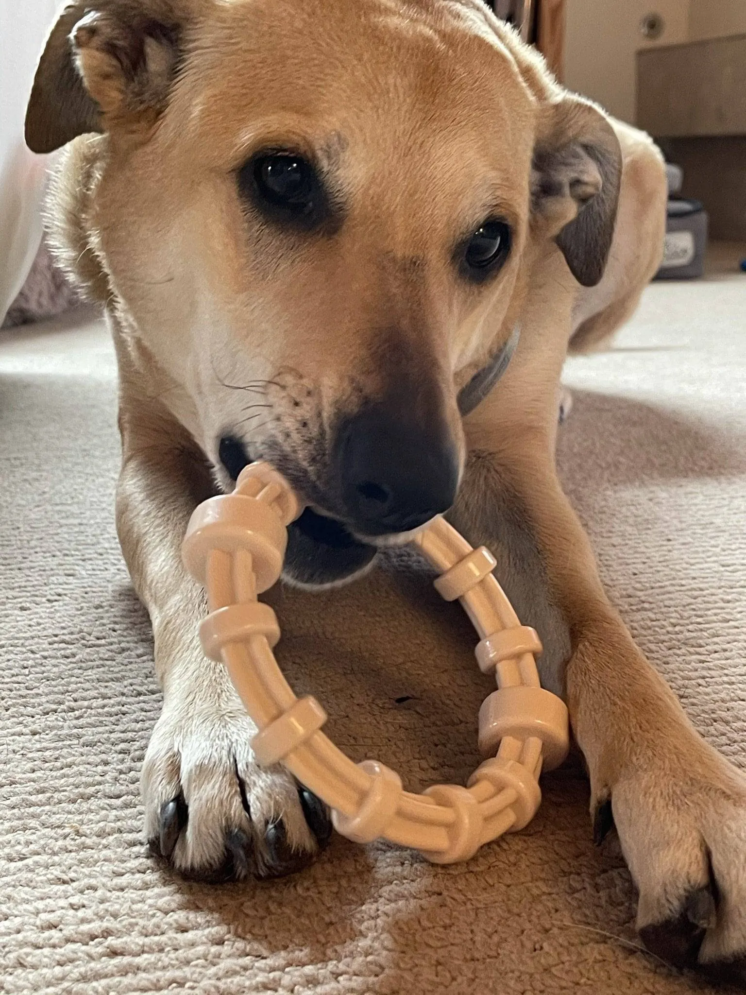 Honey Bone Chicken Flavored Teething Ring