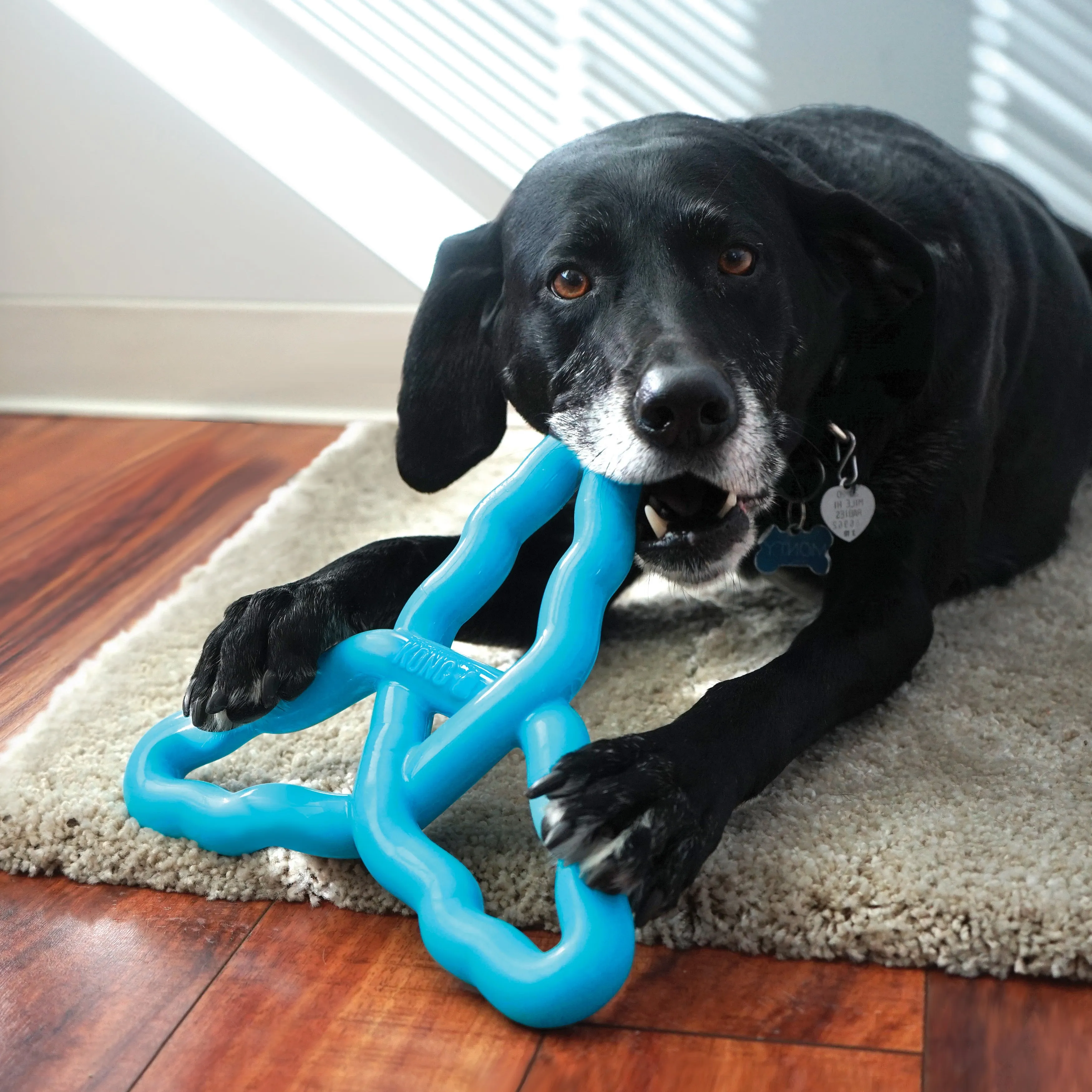 KONG Flyangle Dog Toy