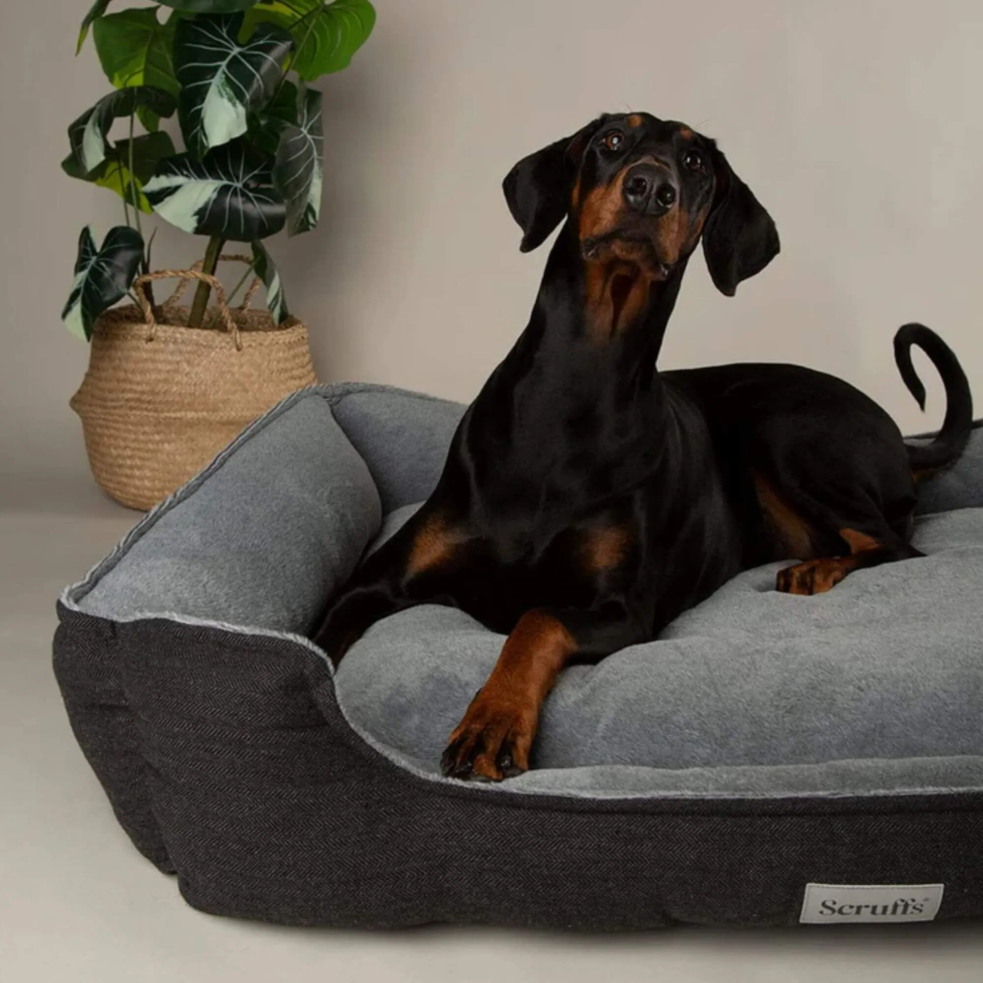 Scruffs Harvard Memory Foam Dog Box Bed