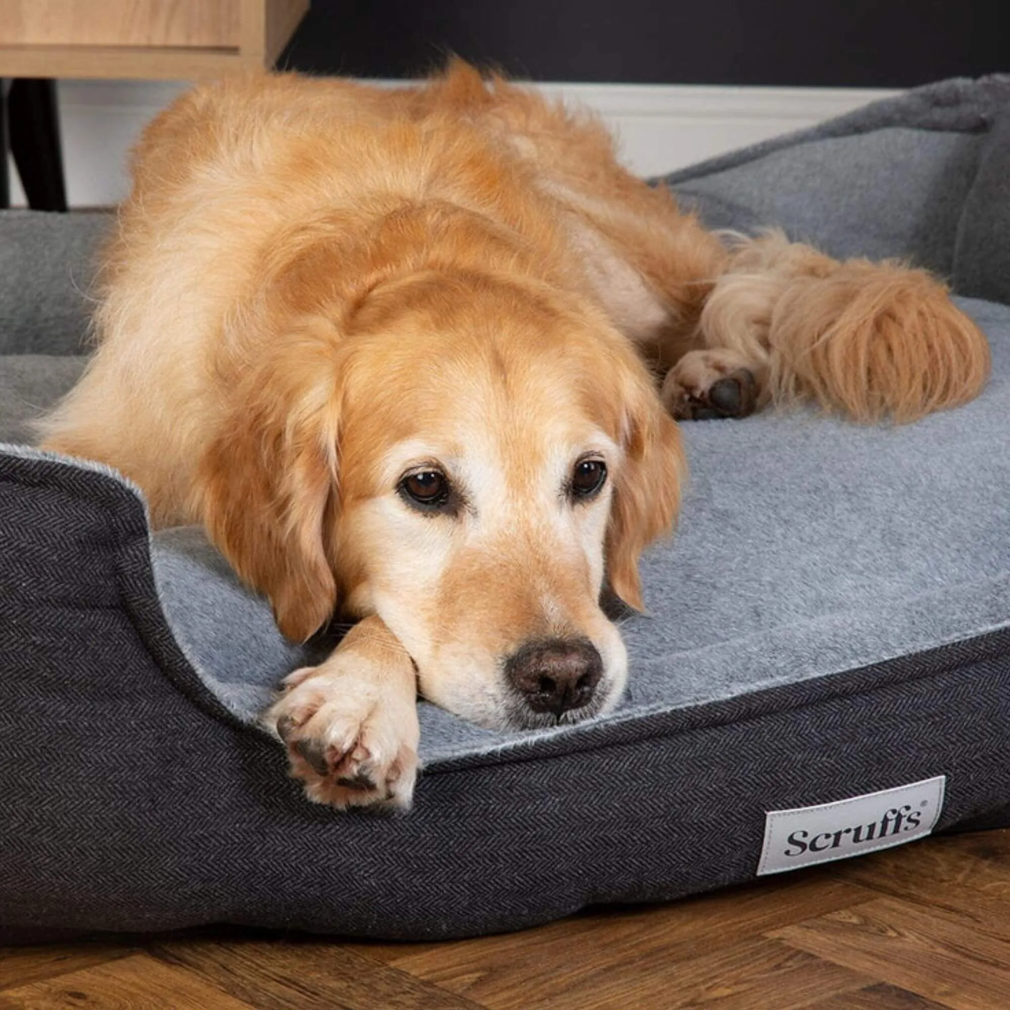 Scruffs Harvard Memory Foam Dog Box Bed