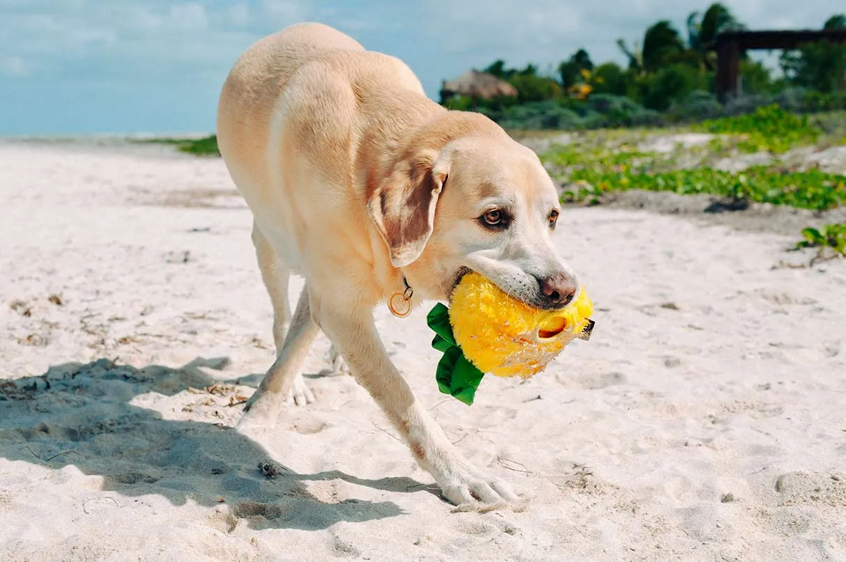 Tropical Paradise Squeaky Plush Dog toys, Paws Up Pineapple